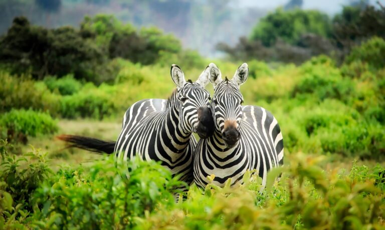 Tanzania especial Navidad